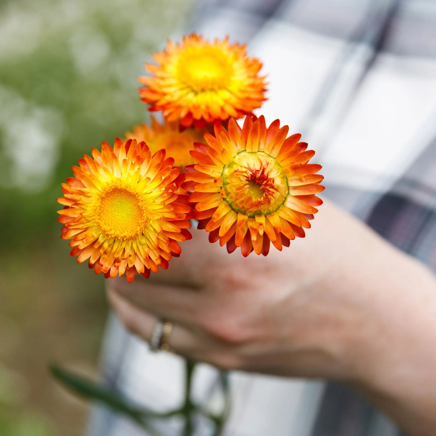 Strawflower — Everlasting Textural Filler (10-Stem Bunch)