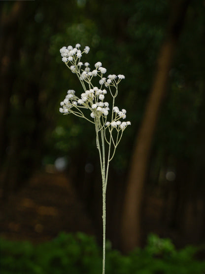 Gypsophila (Baby's Breath) — Classic Airy Filler (20-Stem Bunch)