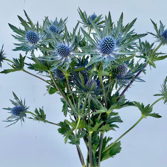 Eryngium (Sea Holly) — Blue Thistle Accent (10-Stem Bunch)