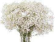 Gypsophila (Baby's Breath) — Classic Airy Filler (20-Stem Bunch)