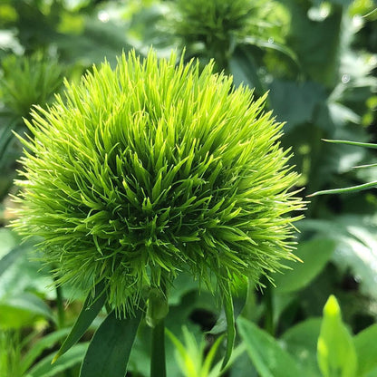Dianthus Green Balls— Textural Green Sphere Accent (10-Stem Bunch)