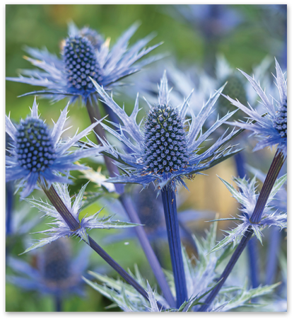 Eryngium (Sea Holly) — Blue Thistle Accent (10-Stem Bunch)