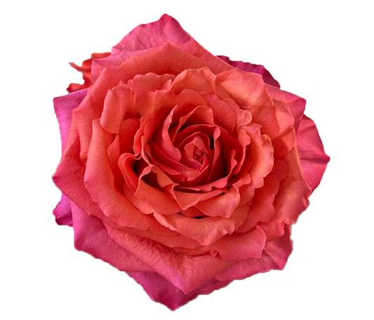 Hard Rock (Pink & Orange)