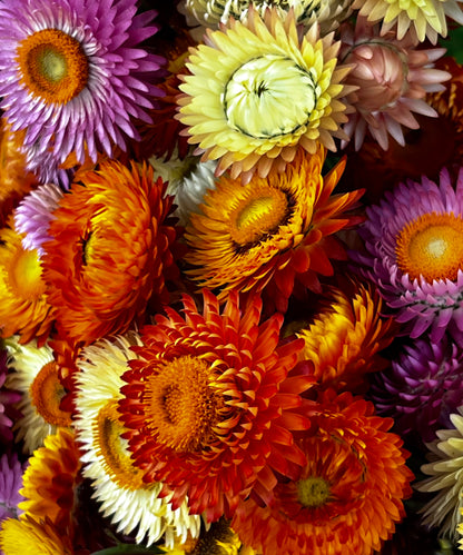 Strawflower — Everlasting Textural Filler (10-Stem Bunch)
