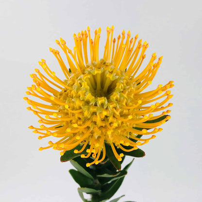 Protea — Statement Textural Bloom (10 Stem Bunch)