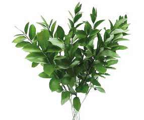 Italian Ruscus — Versatile Trailing Green (10-Stem Bunch)
