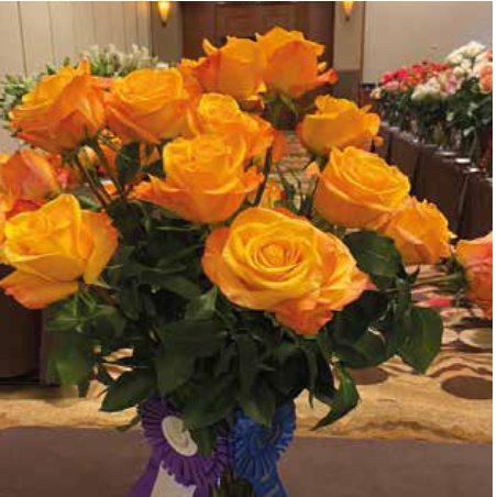 Aloha Rose Best In Class
