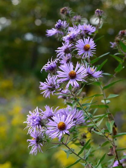 Aster — Classic Daisy Filler (10-Stem Bunch)
