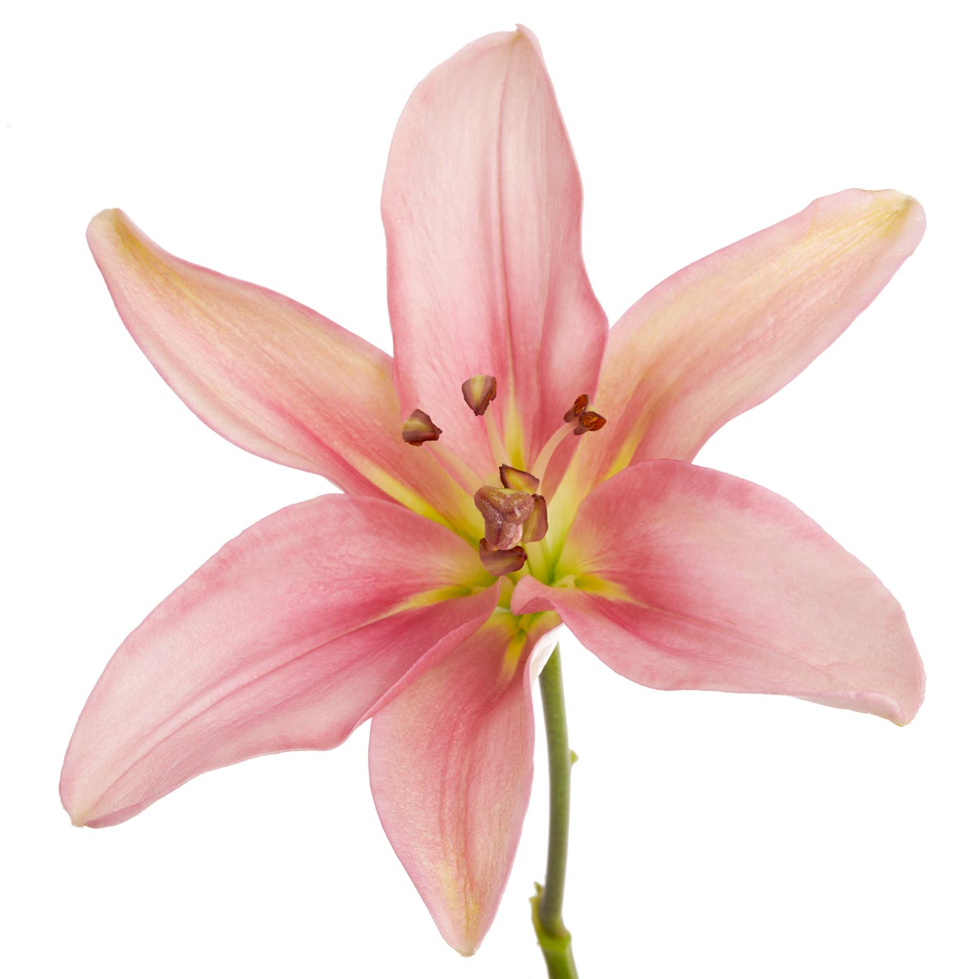 Lilies — Multi-Bloom Focal Stem (10-Stem Bunch)