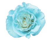 Baby Blue