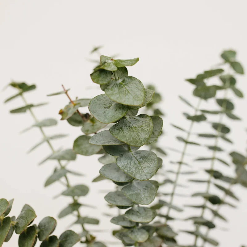 Seeded Eucalyptus — Textured Signature Greenery (10-Stem Bunch)