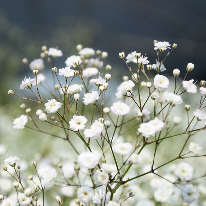 Gypsophila (Baby's Breath) — Classic Airy Filler (20-Stem Bunch)