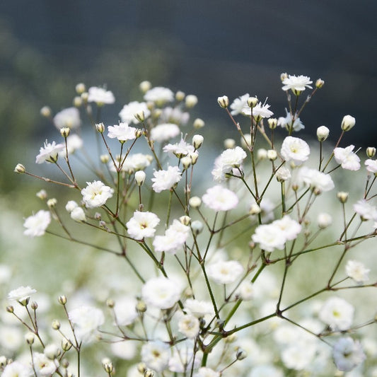 Gypsophila (Baby's Breath) — Classic Airy Filler (20-Stem Bunch)