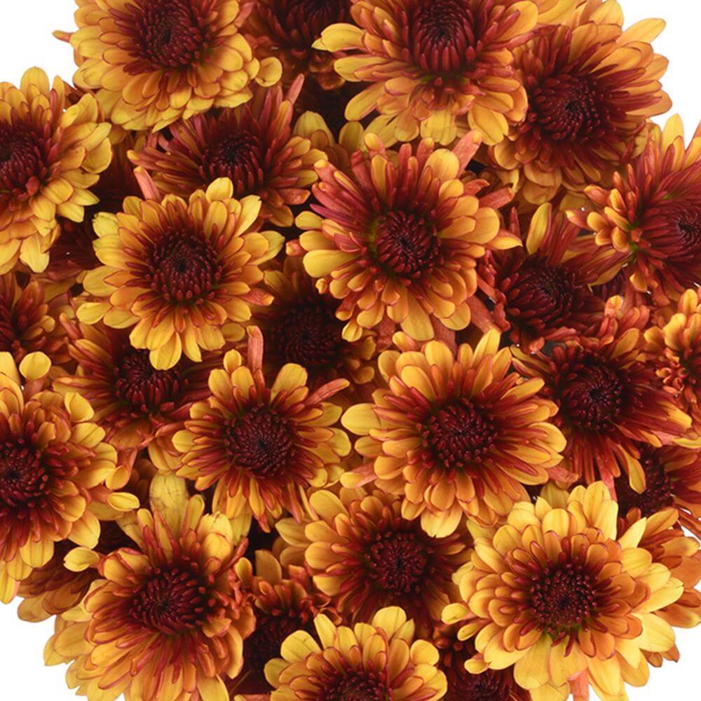 Pompón — Round Button Filler (10-Stem Bunch)
