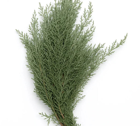 Cypress — Fragrant Structural Green (10-Stem Bunch)
