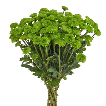 Pompón — Round Button Filler (10-Stem Bunch)