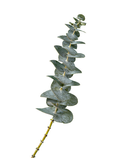 Seeded Eucalyptus — Textured Signature Greenery (10-Stem Bunch)