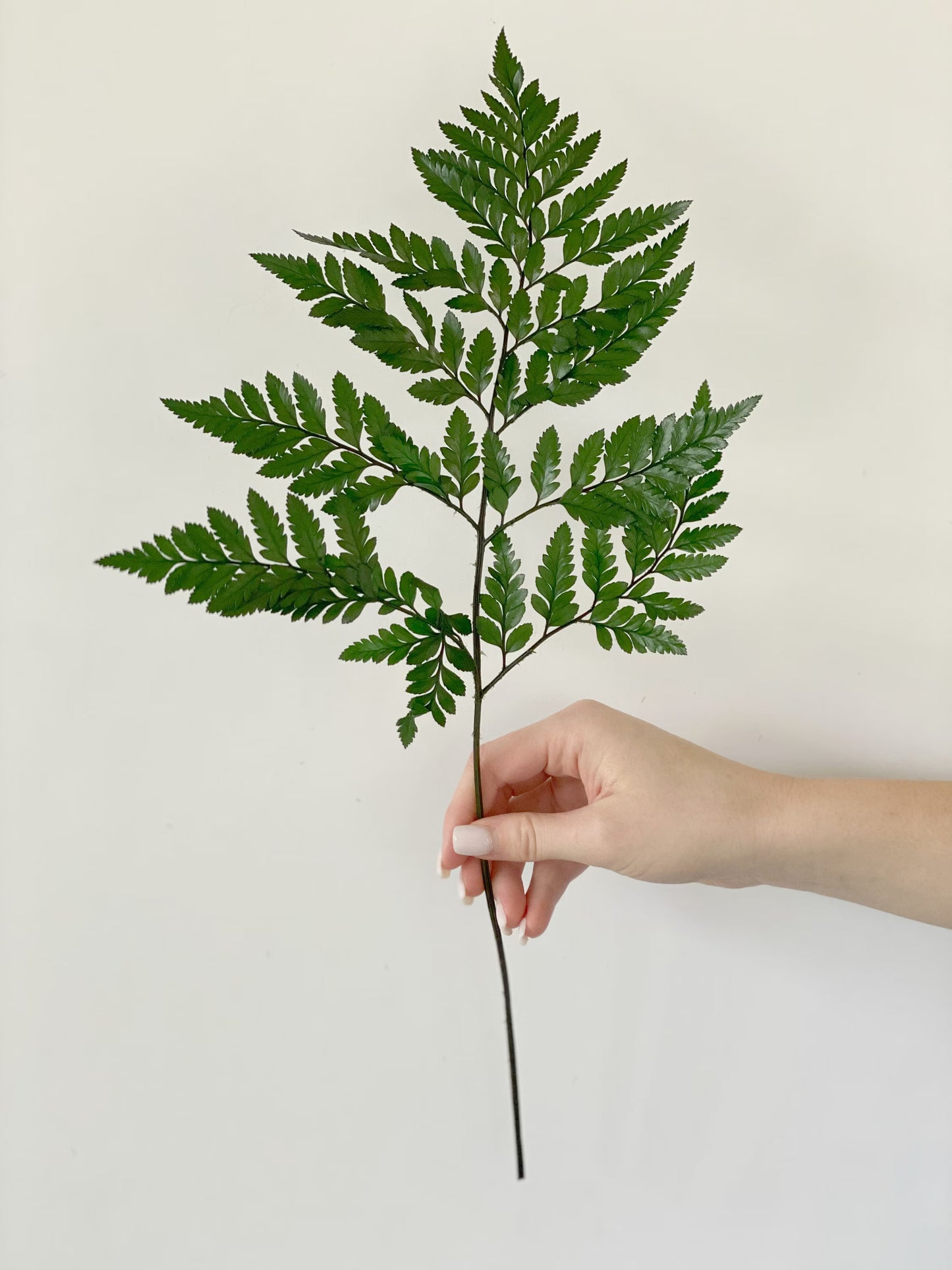 Leatherleaf Fern — Classic Base Green (10-Stem Bunch)