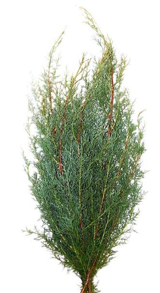 Cypress — Fragrant Structural Green (10-Stem Bunch)