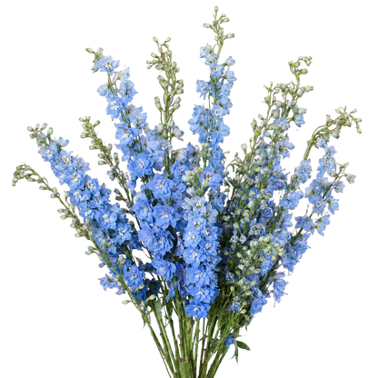 Delphinium — Tall Spire Filler (10-Stem Bunch)