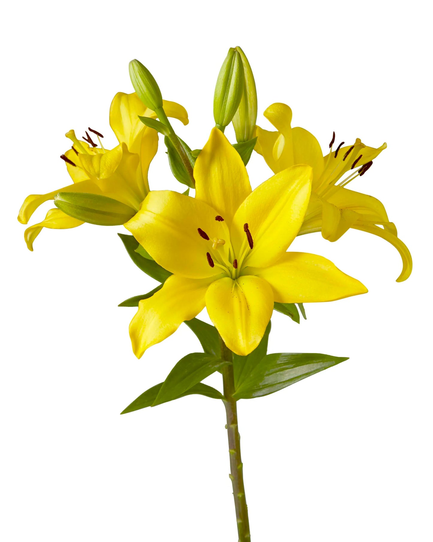 Lilies — Multi-Bloom Focal Stem (10-Stem Bunch)