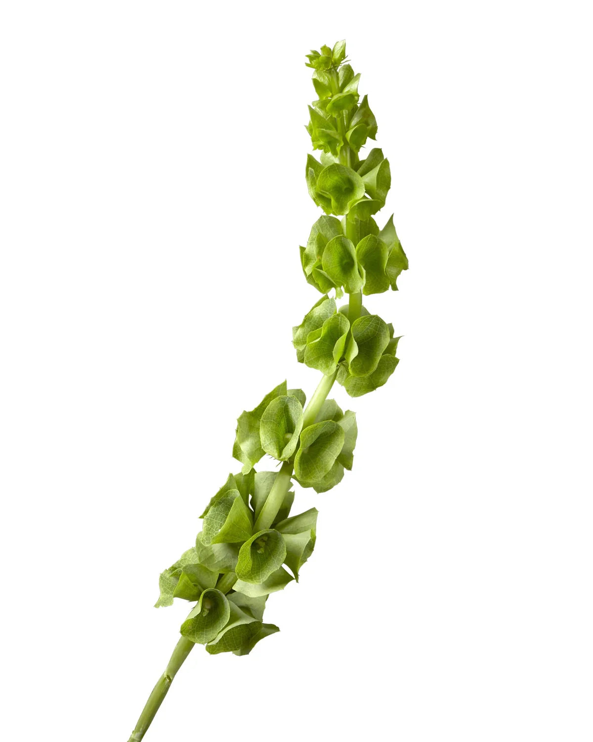 Moluccella (Bells of Ireland) — Green Spire Filler (10-Stem Bunch)