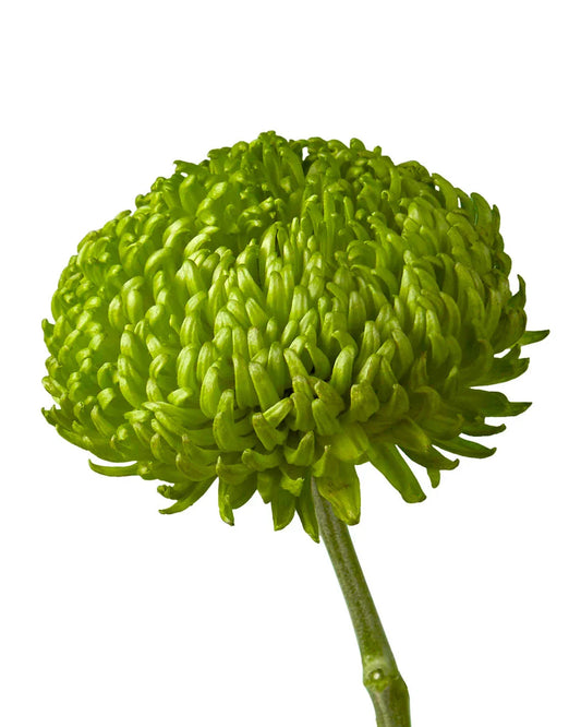 Cremones — Full Bloom Filler (10-Stem Bunch)
