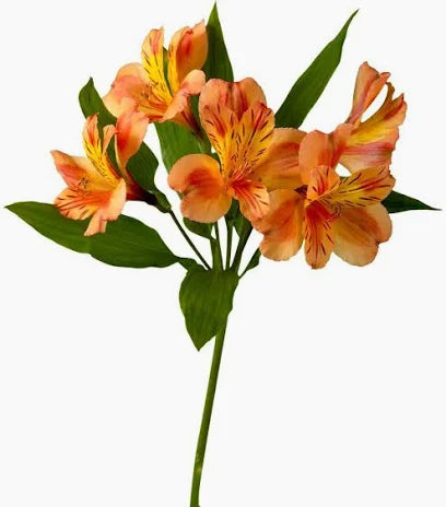 Alstroemeria — Long-Life Filler (10-Stem Bunch)