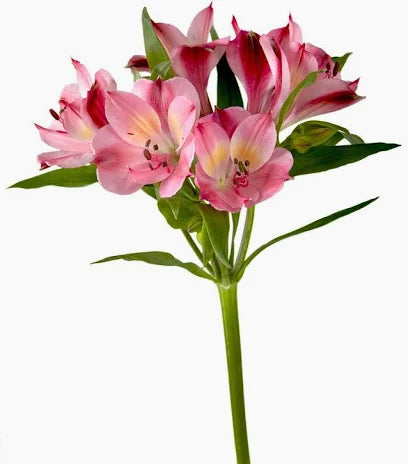 Alstroemeria — Long-Life Filler (10-Stem Bunch)