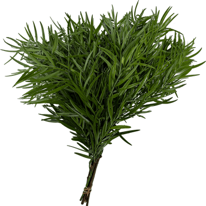Podocarpus — Fine-Needle Green (10-Stem Bunch)