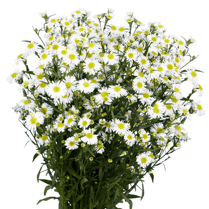 Aster — Classic Daisy Filler (10-Stem Bunch)