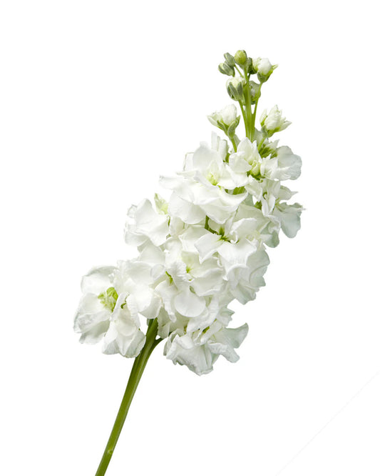 Stock — Fragrant Column Filler (10-Stem Bunch)