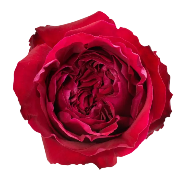 Victorian Red (Red)