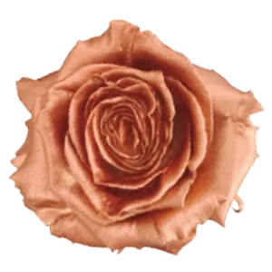 Bronze