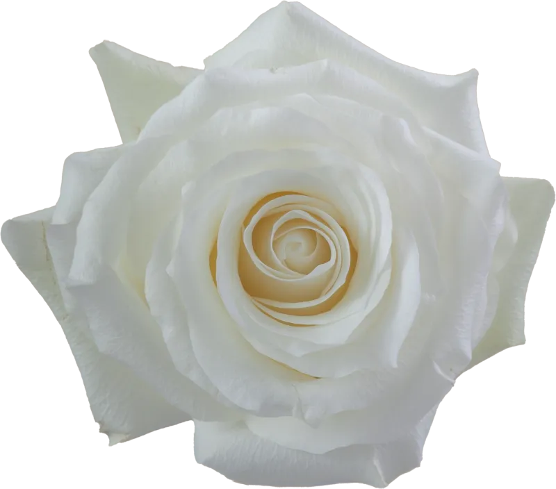 Proud (White)