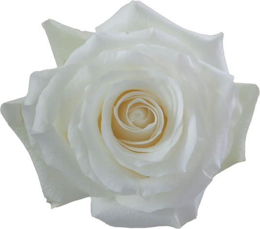 Proud (White)