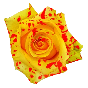 Mango Splash