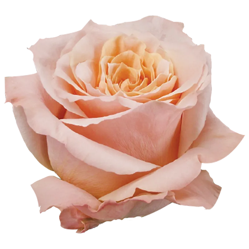 Shimmer (Light Peach)