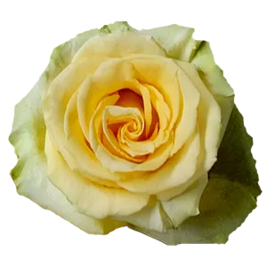 Toscana (Yellow)