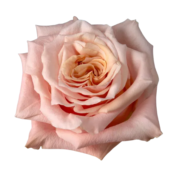 Shimmer (Light Peach)