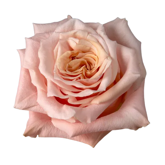 Shimmer (Light Peach)