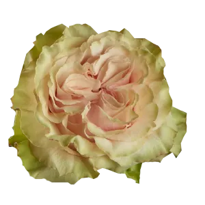 Country Secret (Light Peach)