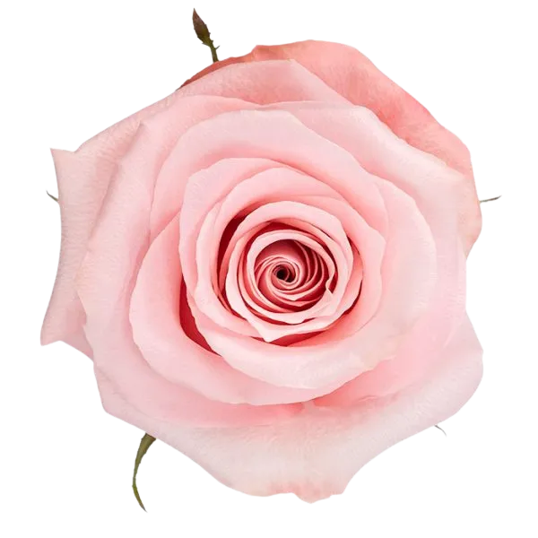 Be Sweet (Light Pink)