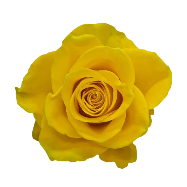 Impact (Yellow)