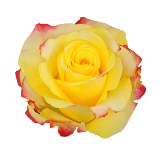 Yellow Merengue (Yellow Bi-color)