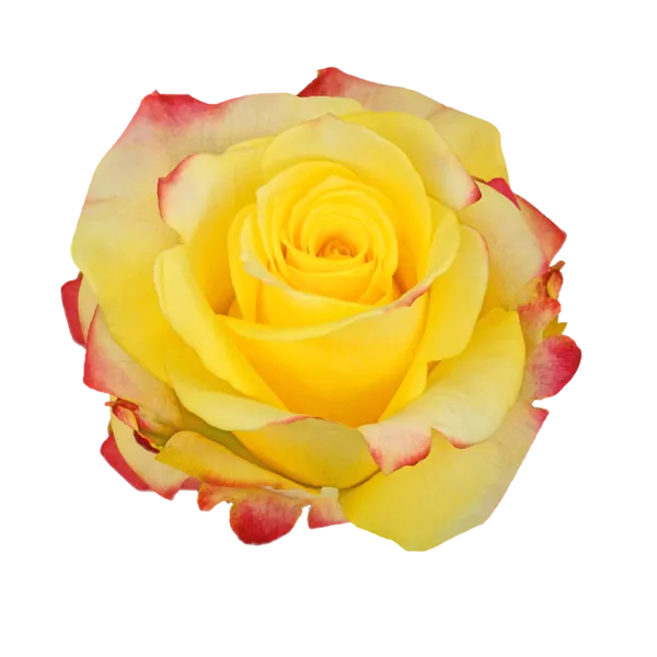 Yellow Merengue