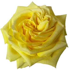 Lemon X-Pression (Yellow)