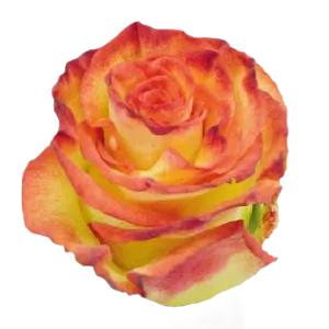 High and Magic (Yellow & Red Bi-Color)