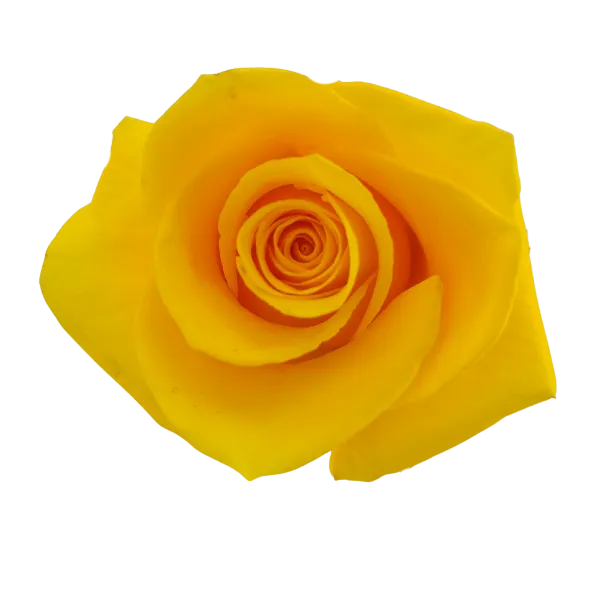 Brighton (Yellow)