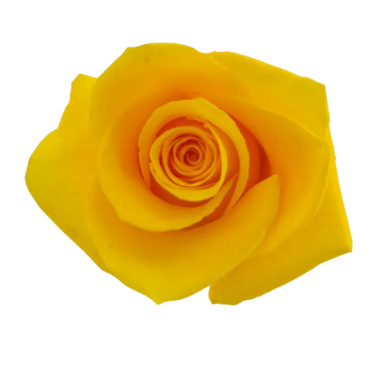 Brighton (Yellow)